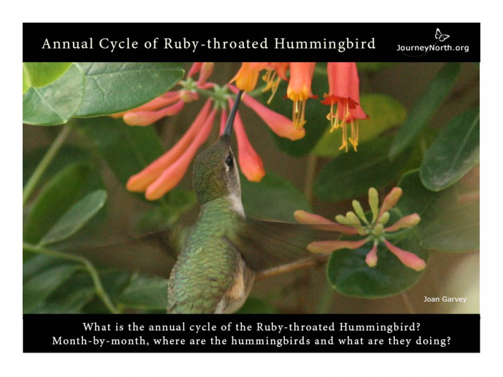 Journal: Ruby-throated Hummingbird Annual Cycle