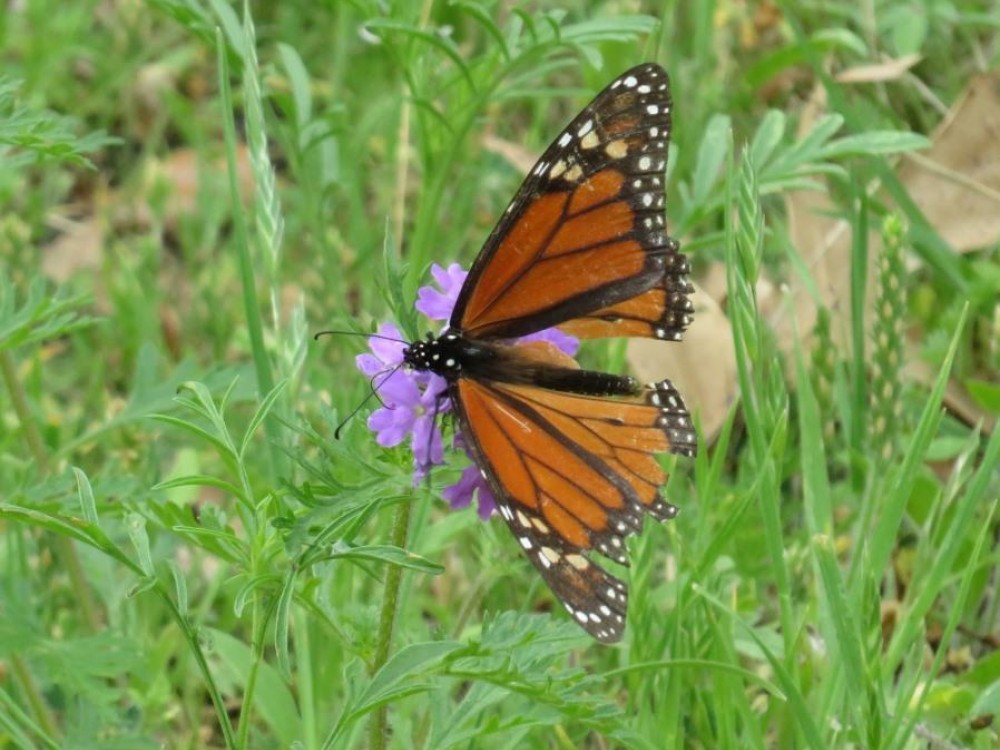 Tattered monarch.