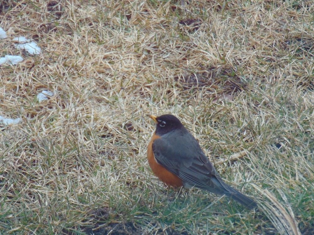 Robin in Ontario