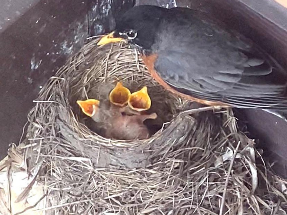 American Robin and babies.