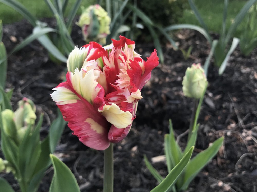 blooming tulip