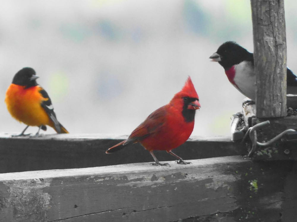 Baltimore Oriole, Red-breasted Grosbeak, and Northern Cardinal