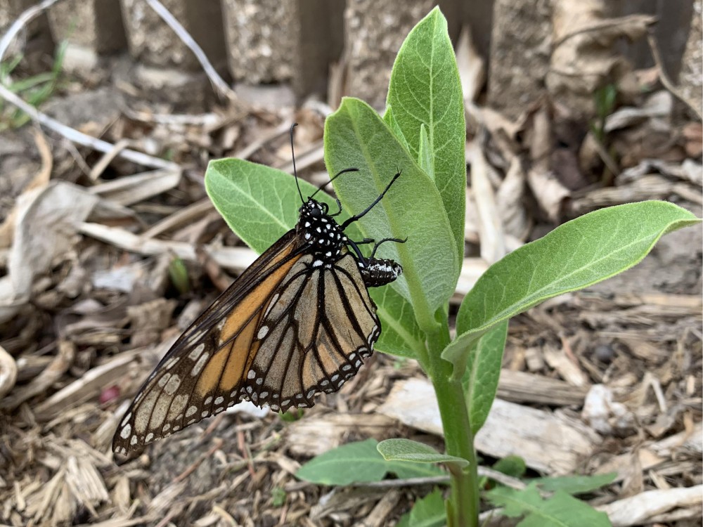 Monarch Butterfly laying eggs