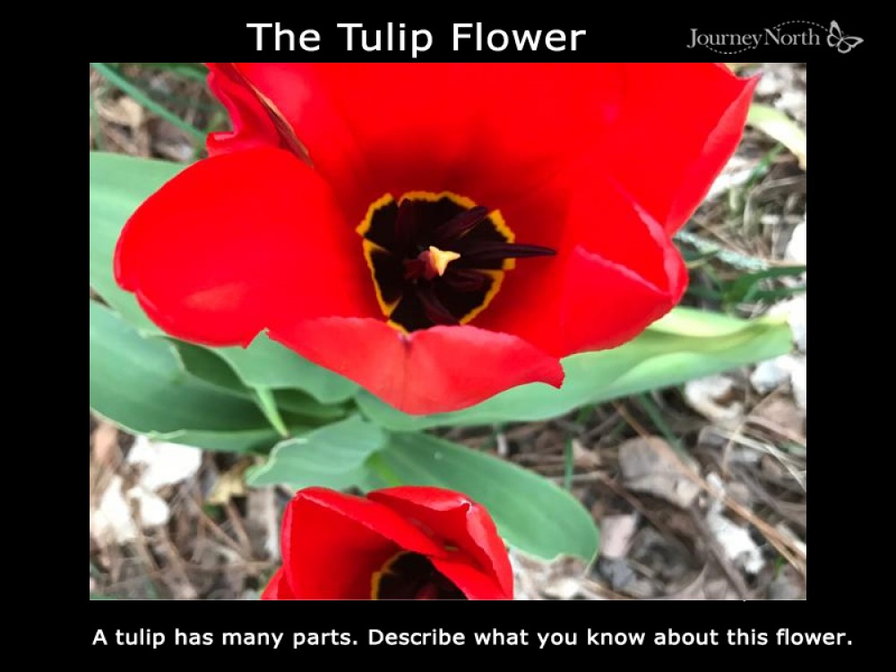 Journal: Tulip Flowers