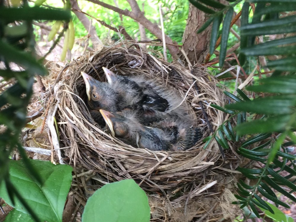 American Robin nestlings