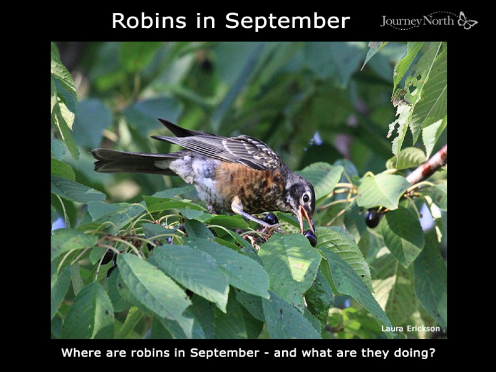 Journal: Robins in September