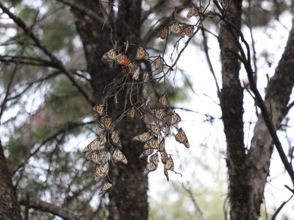 Monarch roost in Mexico 