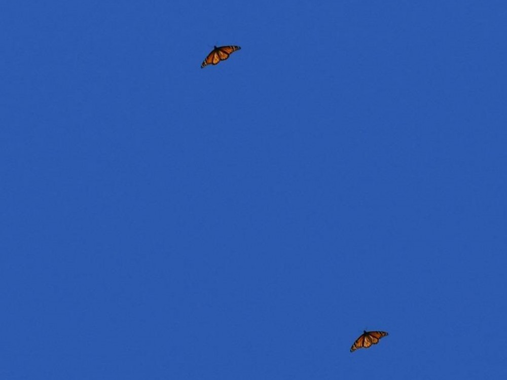 Flying monarchs