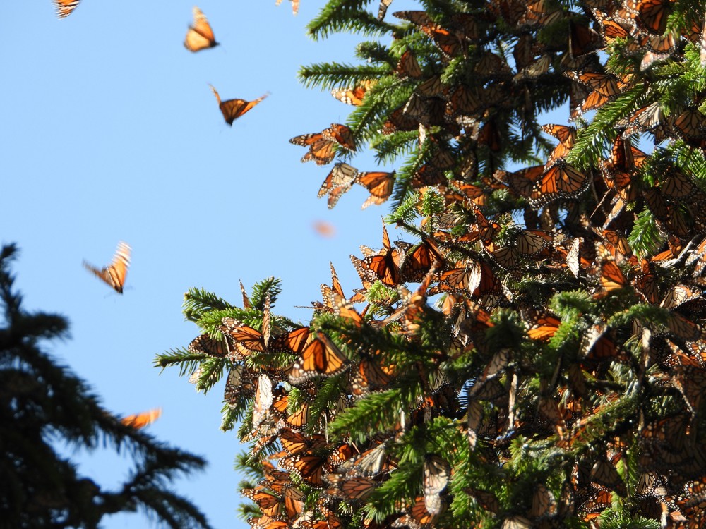 Cluster of monarchs at Cerro Pelon 