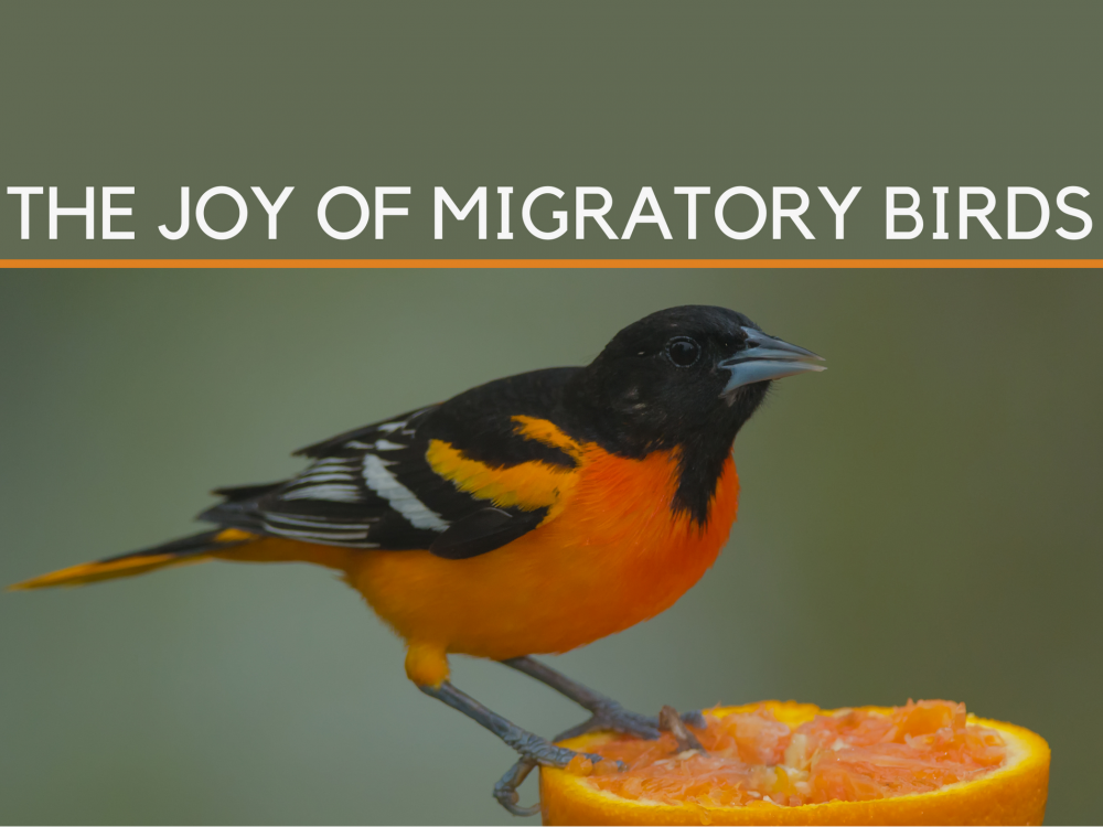 join us as we follow the migration of birds like this Baltimore Oriole