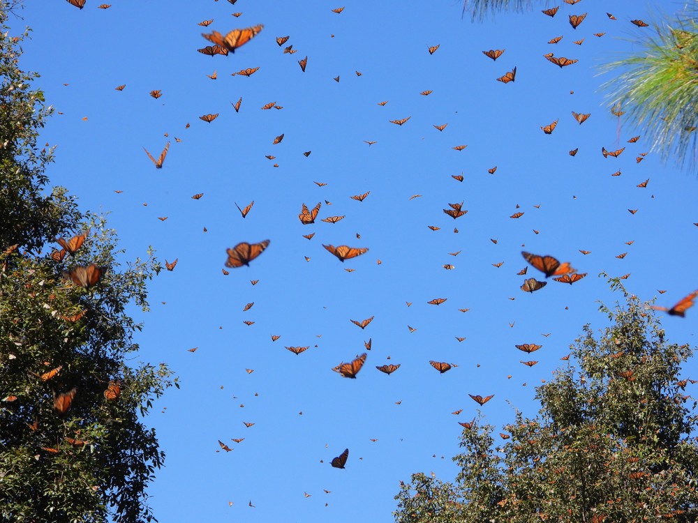 Monarch butterflies at Cerro Pelon Sanctuary