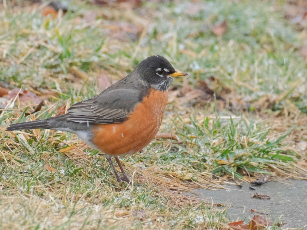 American Robin foraging on ground.