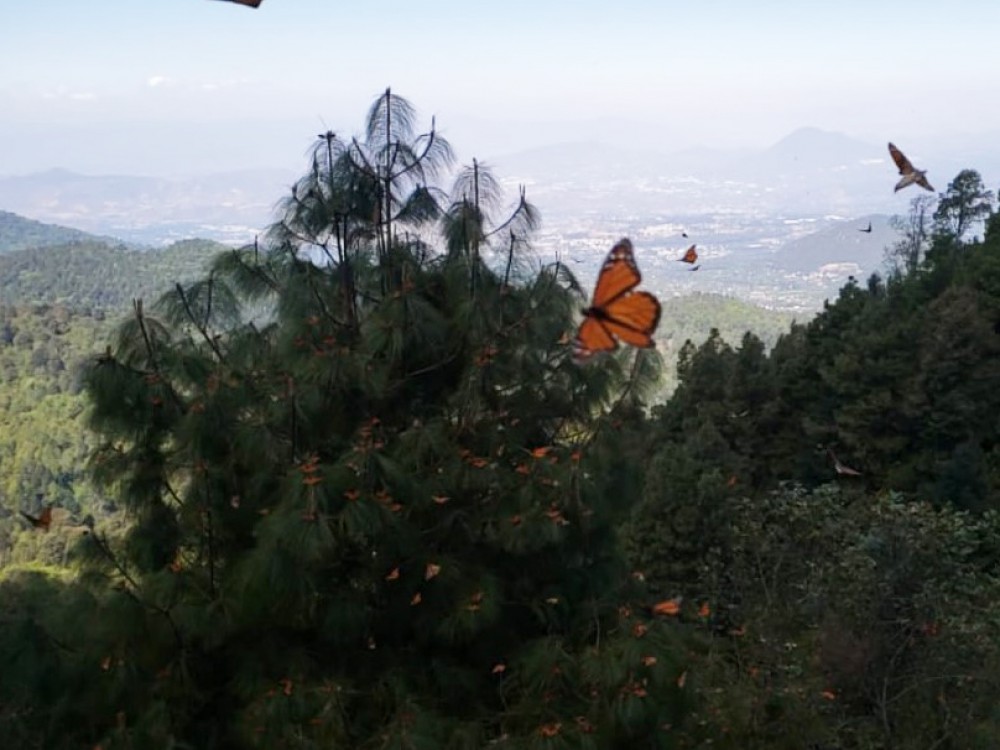 Monarch butterflies at Cerro Pelon Sanctuary