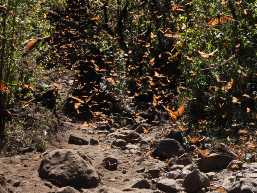 Monarchs at Cerro Pelon Sanctuary