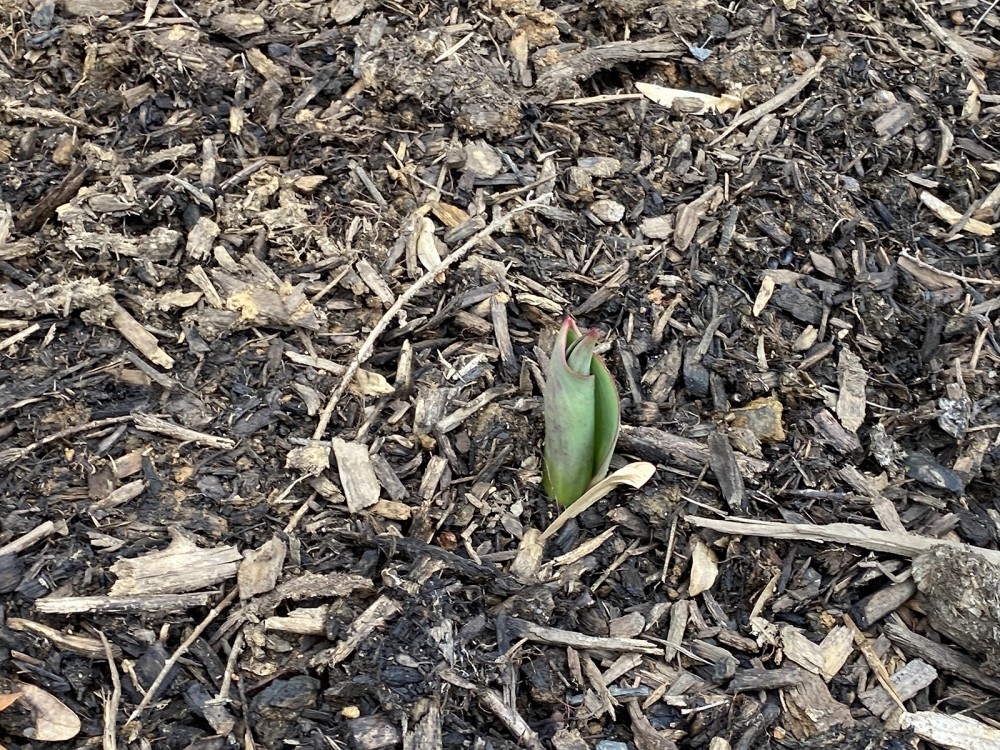 Tulip emerging in Philadelphia, PA