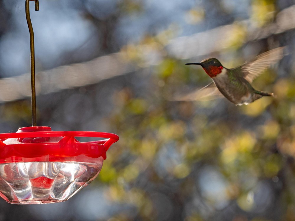 Ruby-throated Hummingbird in Illinois