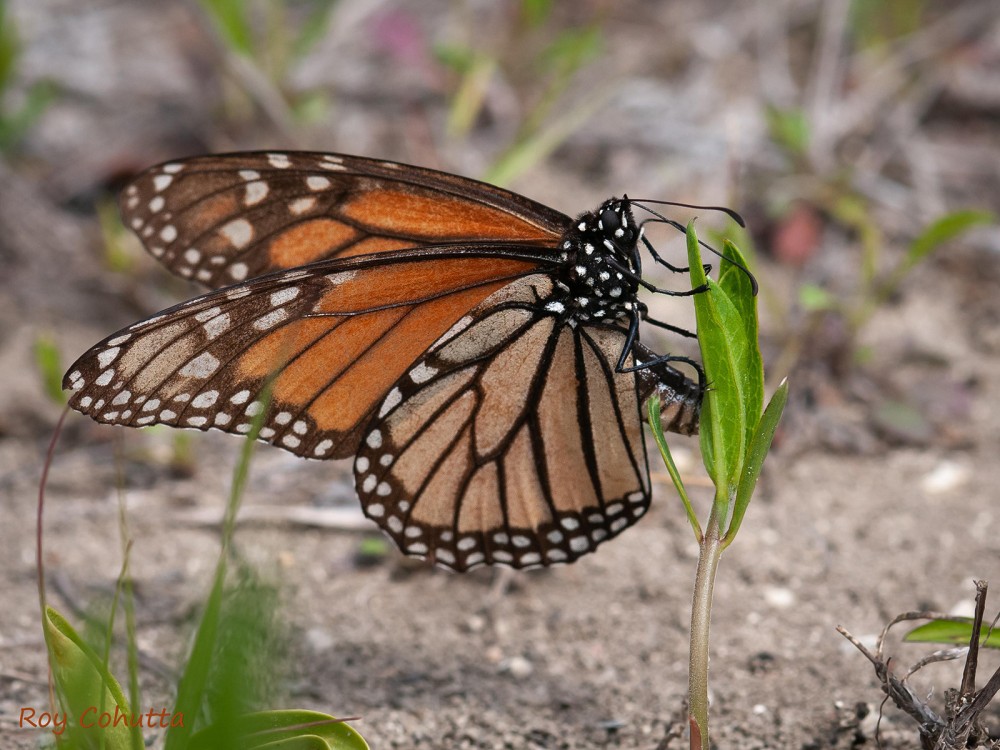 Monarch laying eggs on milkweed in Georgia