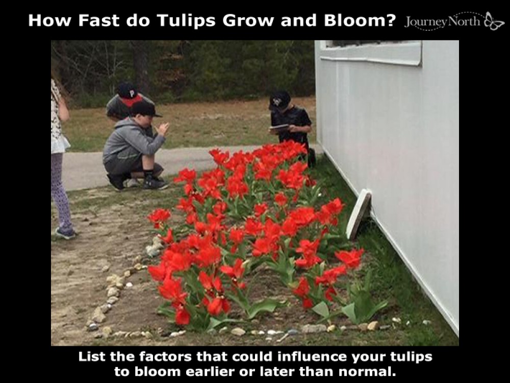 Journal: How Fast do Tulips Grow and Bloom?