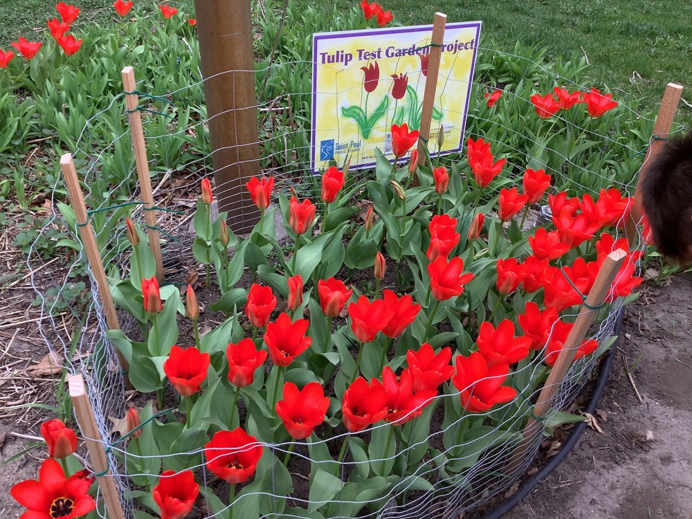 Blooming Tulip Test Garden in St. Paul, MN