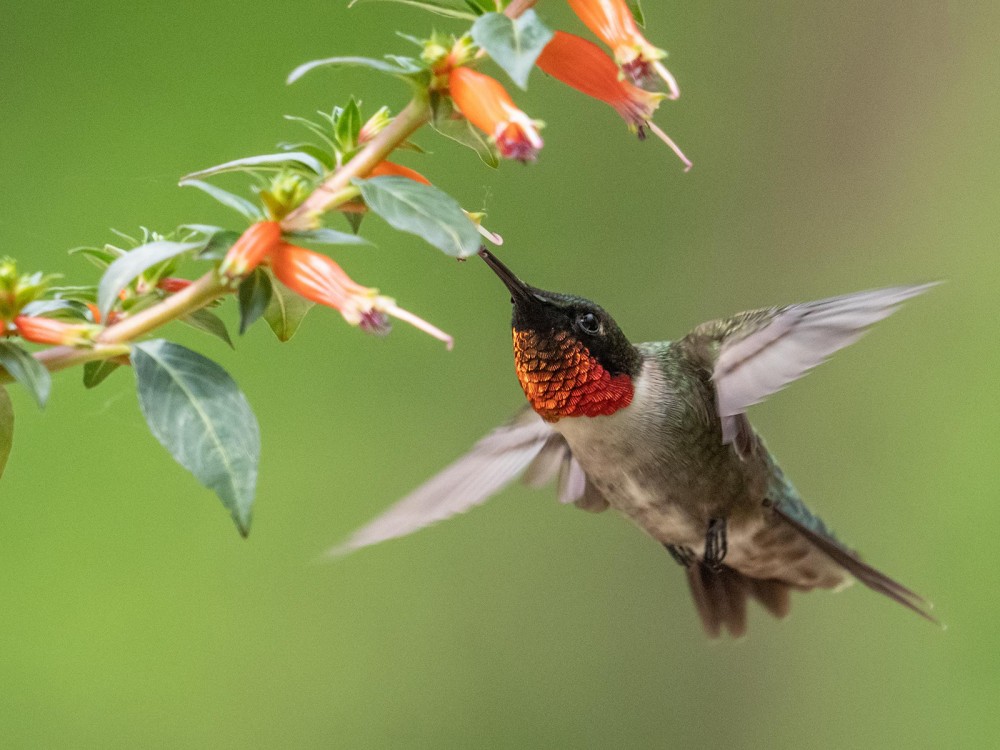 Ruby-throated Hummingbird 