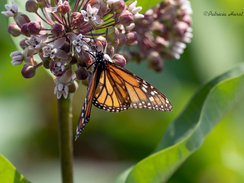 Monarch nectaring on milkweed flowers
