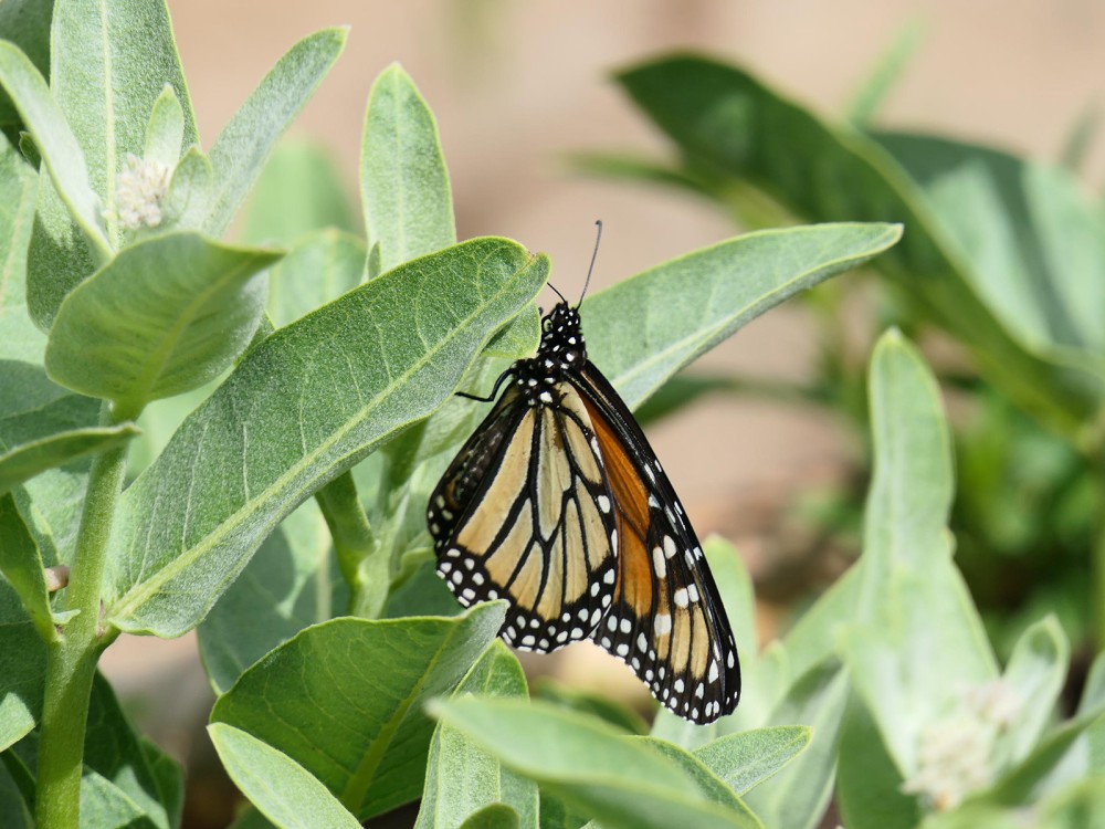 Monarch laying eggs on showy milkweed in Oregon