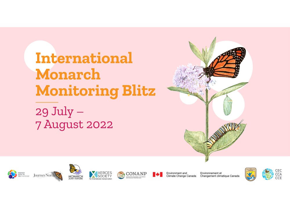 Monarch Blitz graphic 