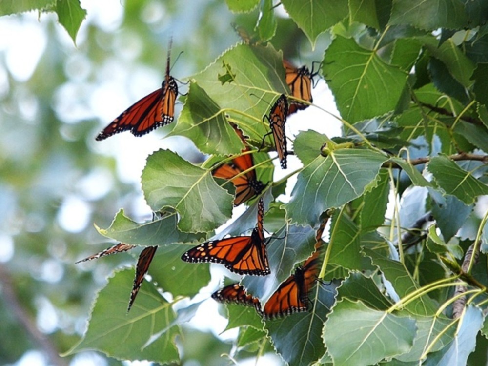 First Monarch Roost in WI