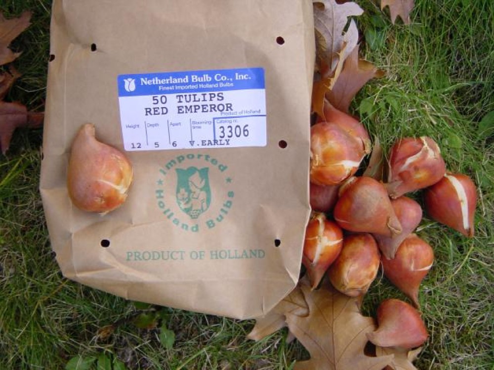 bag of tulip bulbs received from Netherland Bulb Co. 