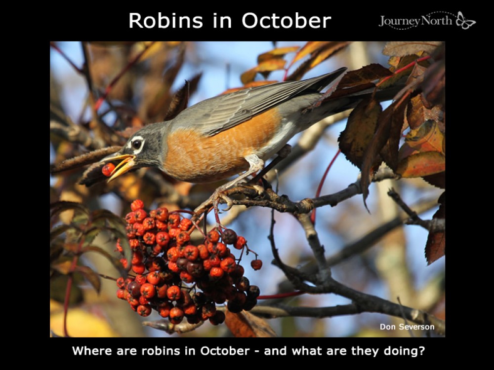 Robins in October