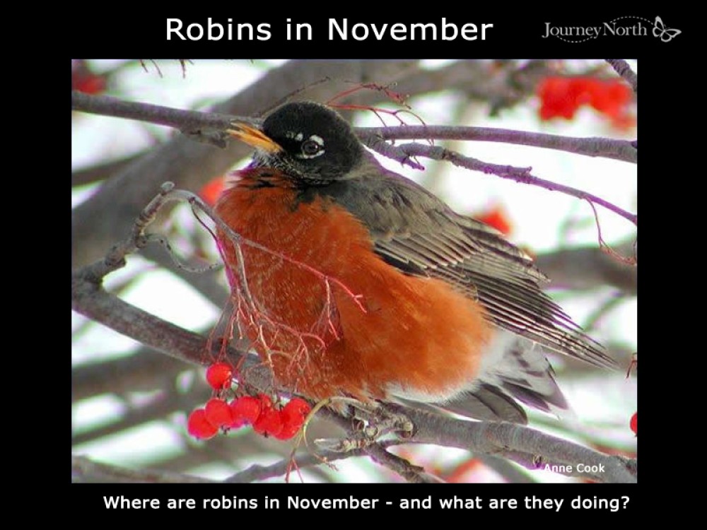 Journal: Robins in November 