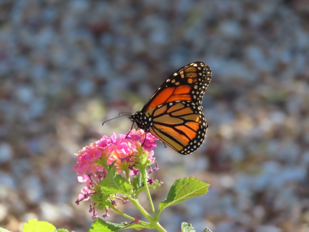 Monarch nectaring in Peoria AZ