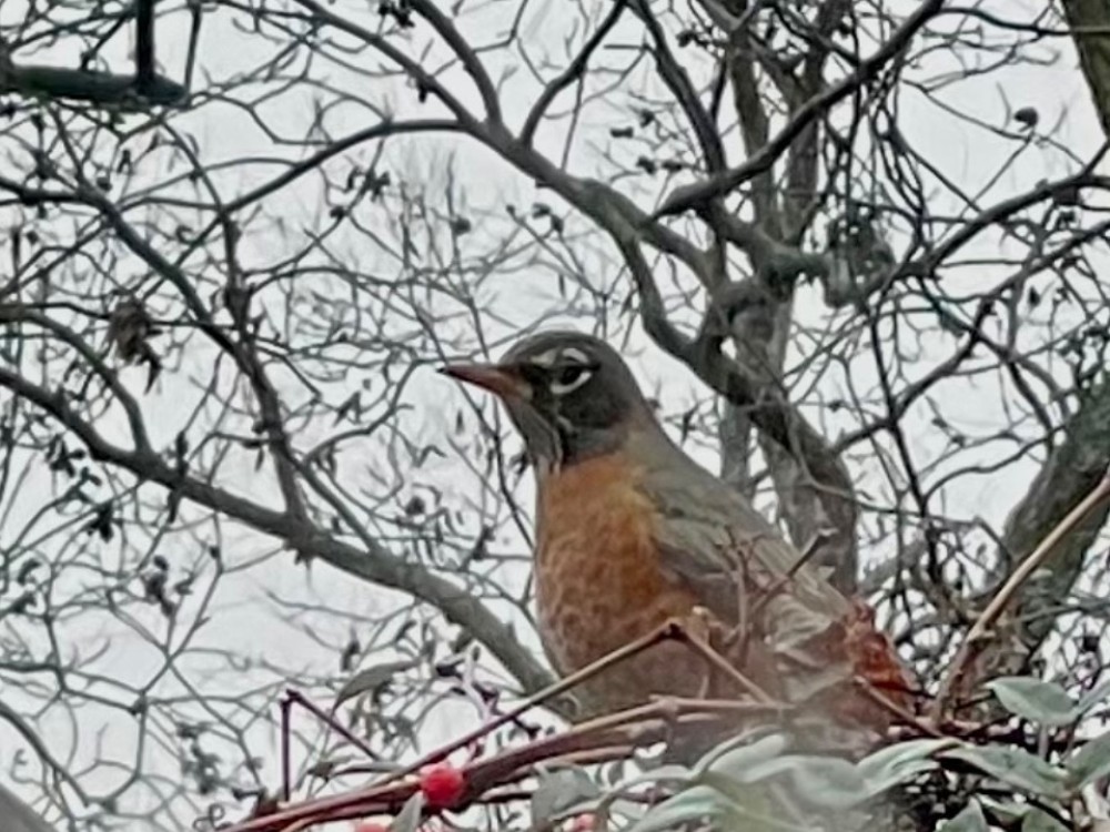 American Robin in holly tree