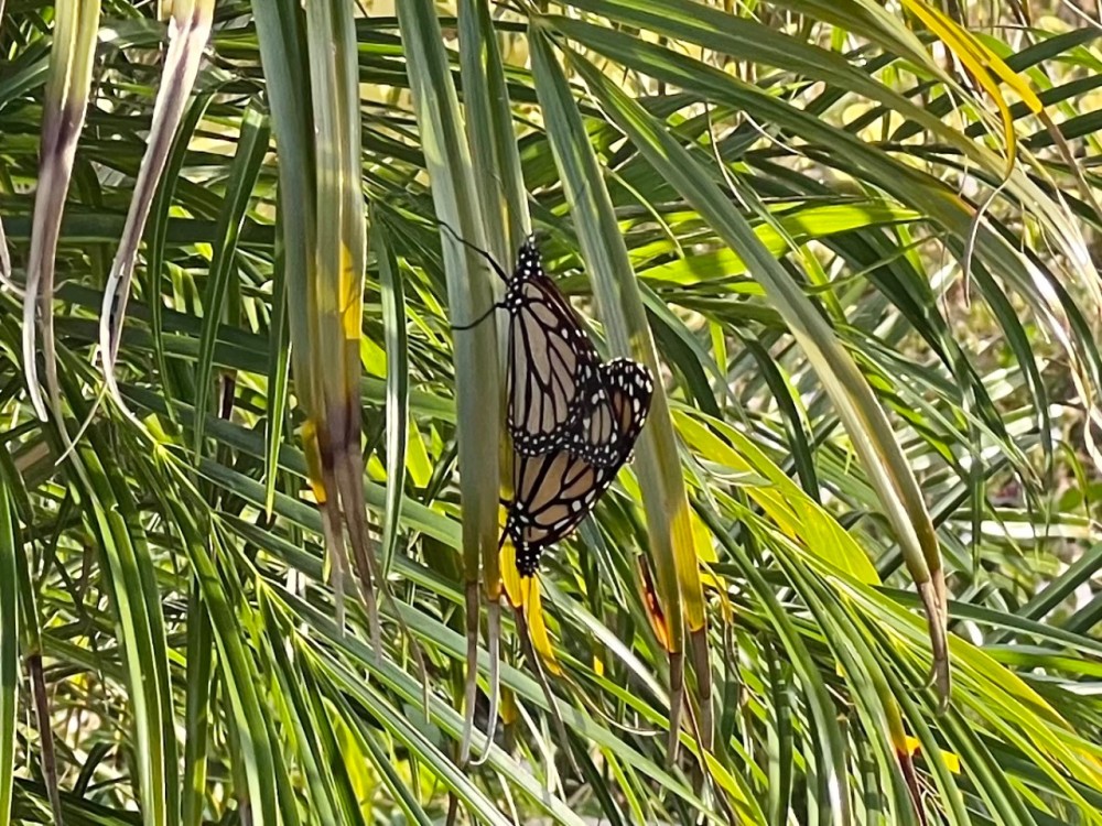 monarch butterflies mating on palm frond. Cape Coral, FL