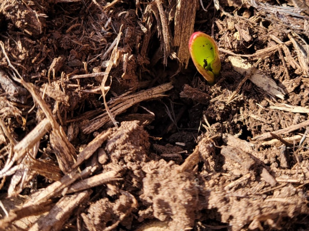 tulip bulb in emerging in dirt