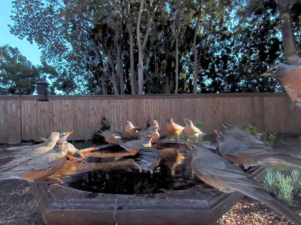 round of robins at birdbath in backyard
