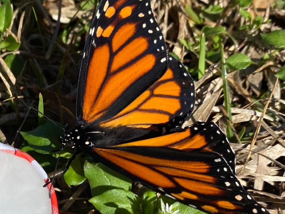 monarch on edge of cup with water
