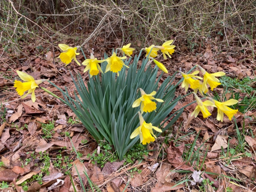 daffodil bunch blooming amidst fallen leaves