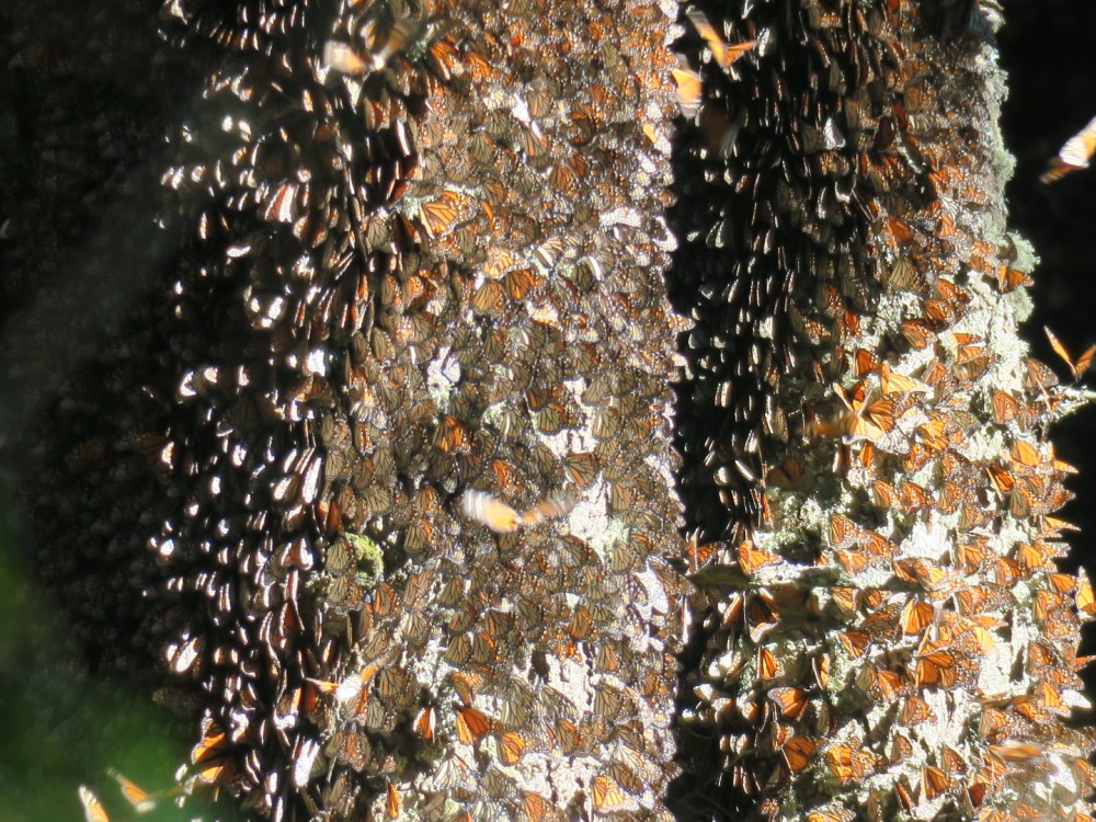 Monarchs in El Rosario Sanctuary, central Mexico