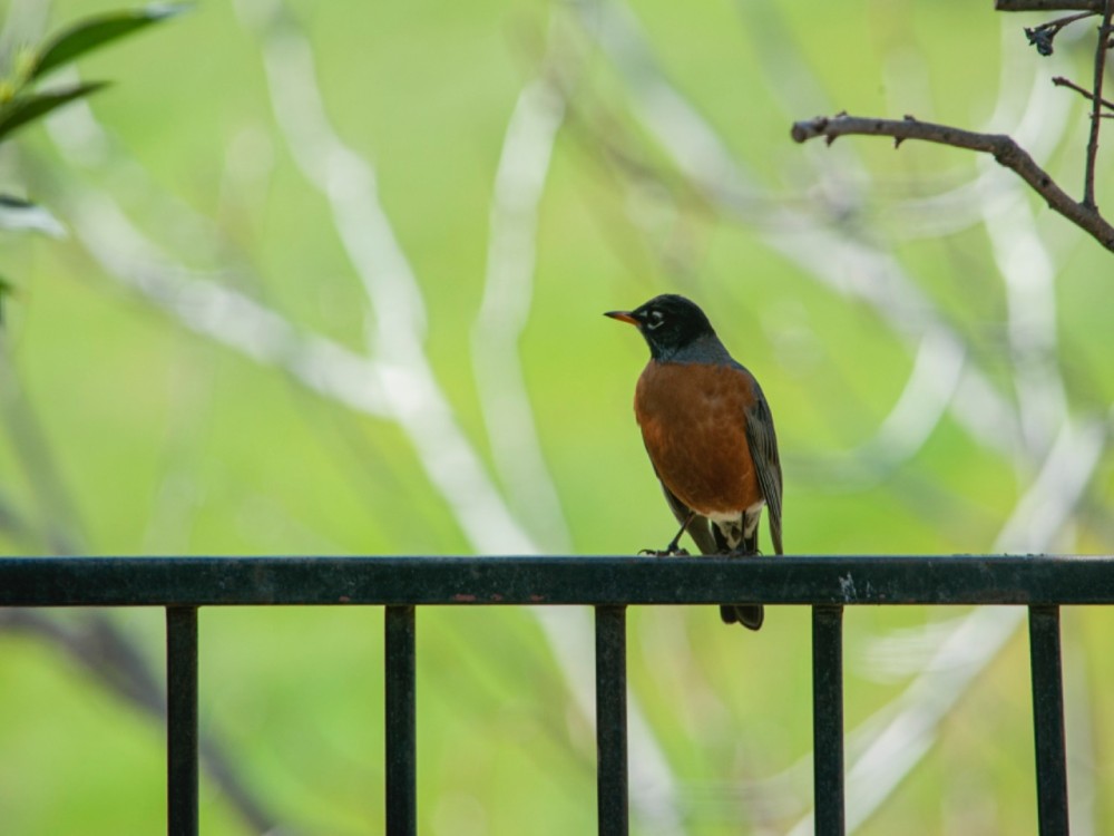 Robin sitting on a fence with trees in the background