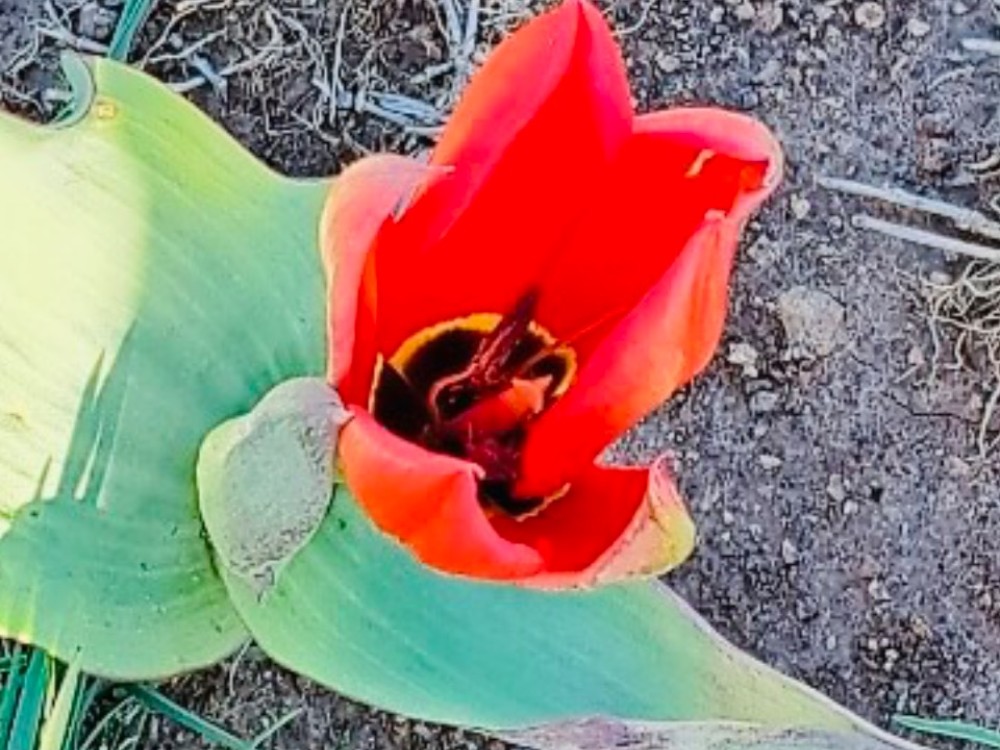 Red Emperor tulip in bloom