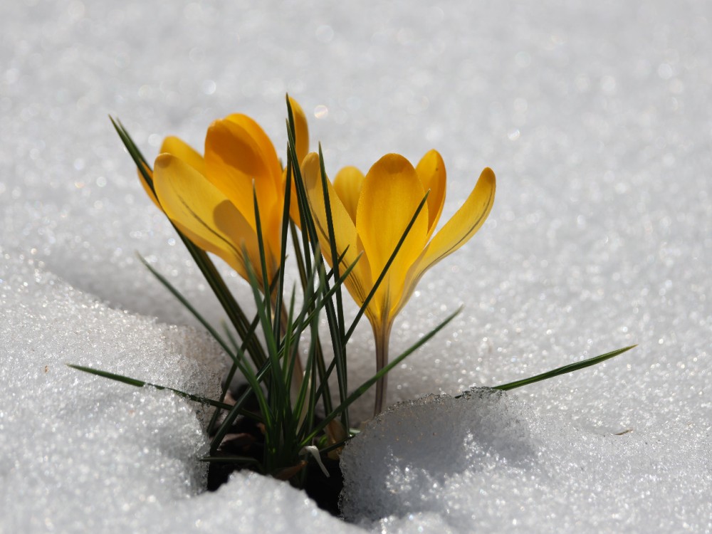 Yellow crocus blooming through snow