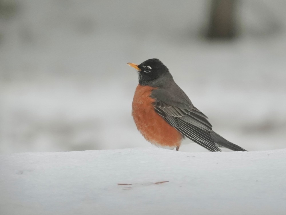 Robin sitting atop snow
