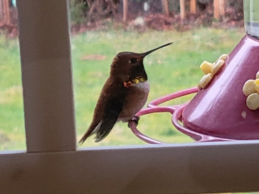 Rufous Hummingbird. Photo: Natalie, Tenino, WA (03/20/2023)