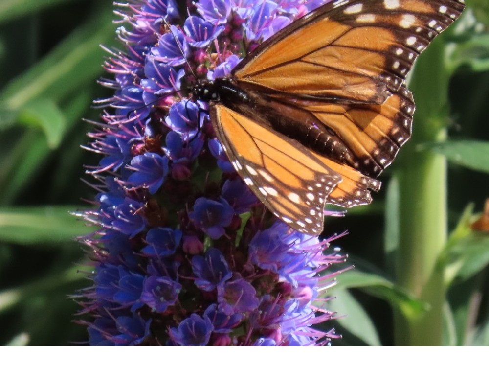 monarch nectaring on purple plant