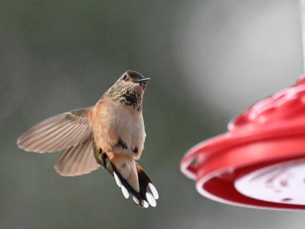 Rufous hummingbird at a bird feeder 