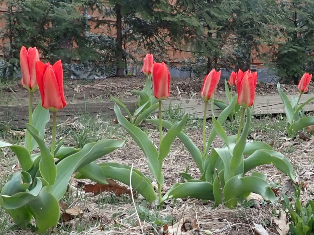 Red tulips blooming from ground