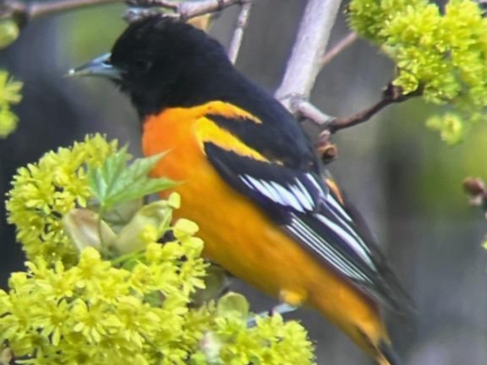 Baltimore Oriole perched in tree
