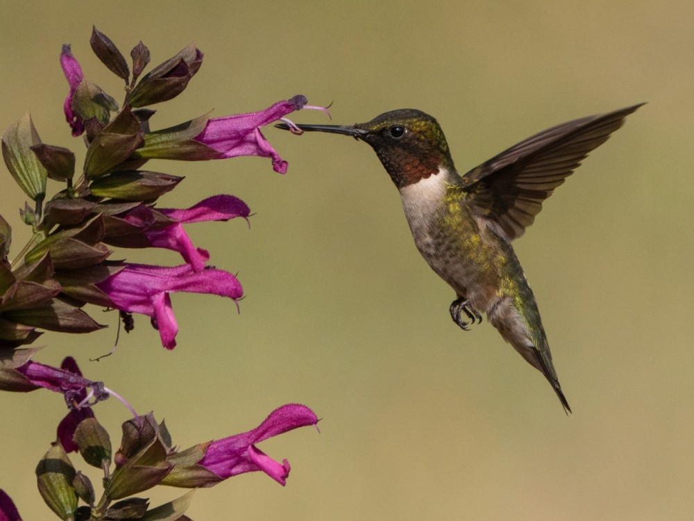 Ruby-throated hummingbird nectaring 