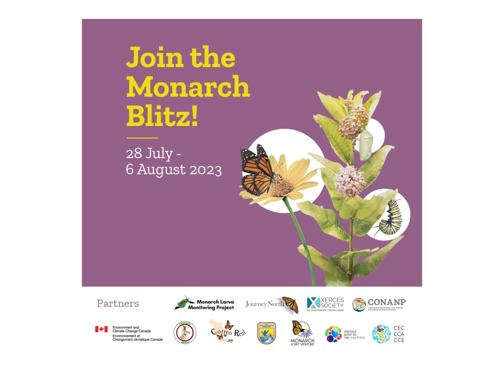 2023 Monarch Blitz graphic
